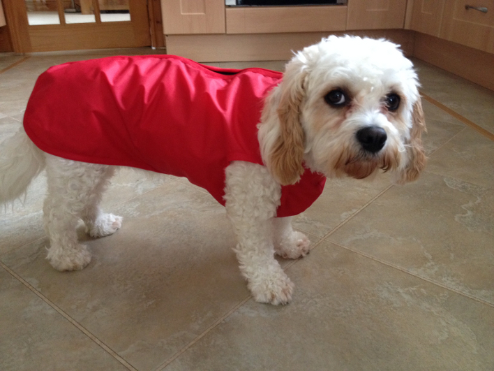 Cavachon coat deals